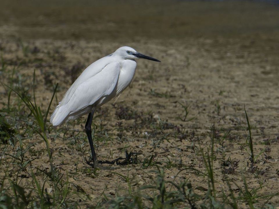 Aigrette garzette — La Dombes