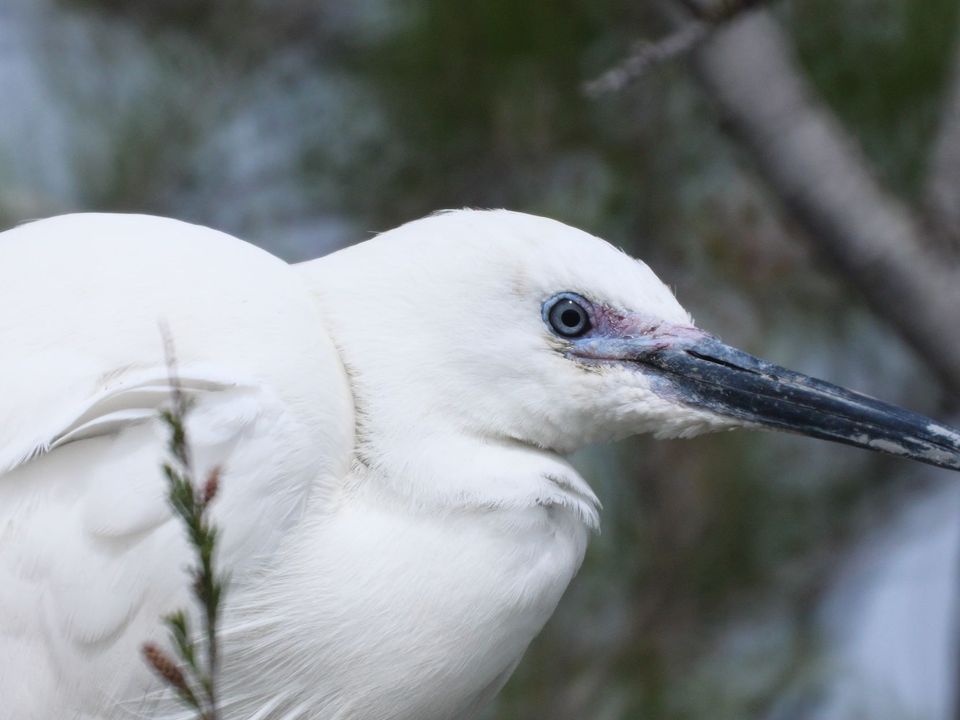 Aigrette garzette — Parc du Pont de Gau, Camargue