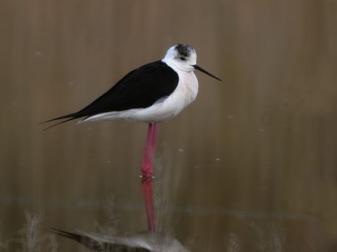Échasse — Camargue