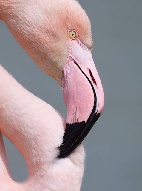 Flamant — Parc du Pont de Gau, Camargue