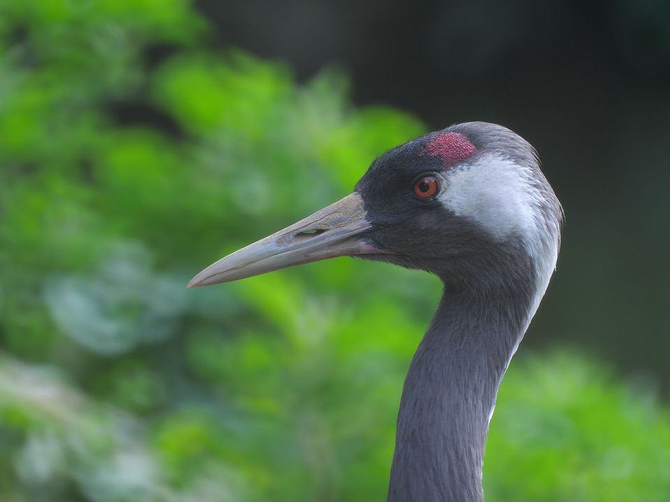 Grue cendrée — Parc de la Tête d'Or, Lyon