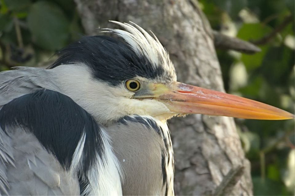 Héron — Parc de la Tête d'Or, Lyon