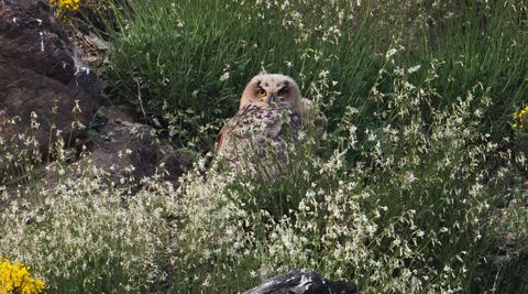 Hibou grand-duc juvénile — Saint-Étienne