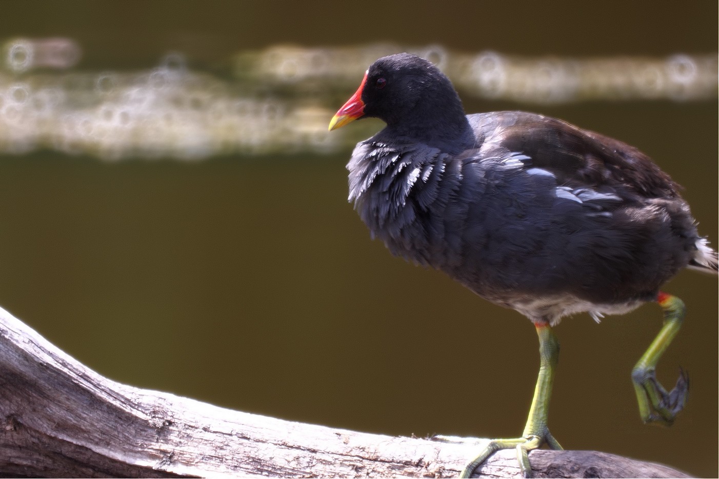 Le Teich, distance 20 m environ, Lumix G9, optique Maksutov 102